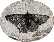 Prodryas