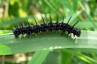 Chenille 2-052006