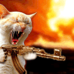 Catgun