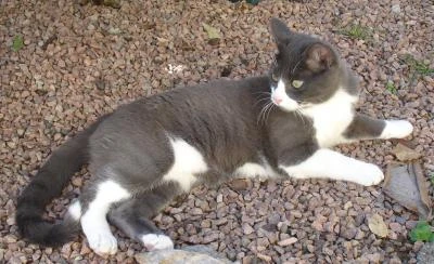 Nuage De Pluie Wikia Les Chats Sauvages Fandom