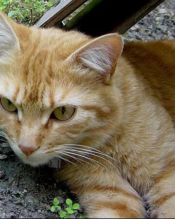 Plume De Sable Wikia Les Chats Sauvages Fandom