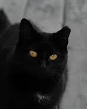 Etoile De Corbeau Wikia Les Chats Sauvages Fandom Etoile De Corbeau Wikia Les Chats Sauvages Fandom