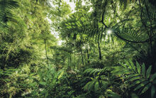 Foret du royaume de pluie