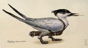 Tern