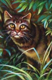 Étoile du Tigre2
