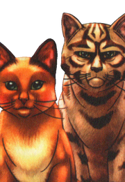 Sacha et Etoile du Tigre