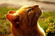 180px-Chat roux-1-