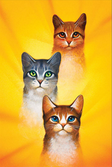 Odeur chatte Odeur chatte