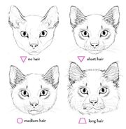 Modeles Pour Dessiner Des Chats Fandom Modeles Pour Dessiner Des Chats Fandom