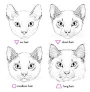 Modèles Pour Dessiner Des Chats Wiki La Guerre Des Clans