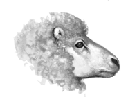 Mouton