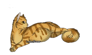 Bouton d'Or | Wiki La guerre des Clans | FANDOM powered by ...