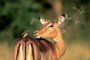 Impala
