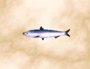 Sardine 2
