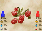 Raspberry