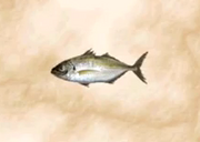 Mackerel 2