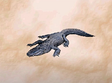 Alligator