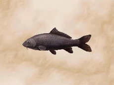 Carp