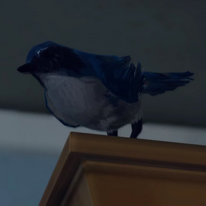 Blue jay