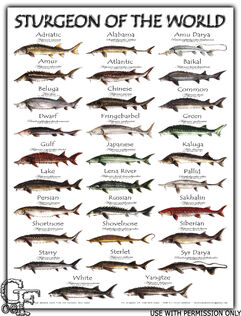 Sturgeon