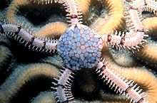 Brittlestar