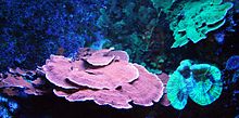 220px-Scheibenanemonen (Actinodiscus spec)