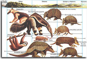Xenarthra