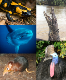 220px-Vertebrates