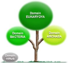 00a classification life