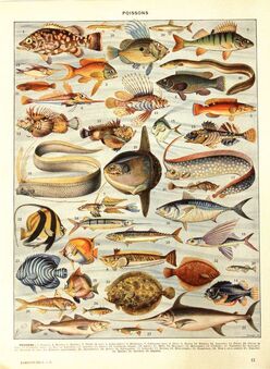 Poisson