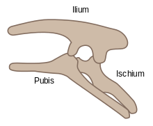 220px-Ornithischia pelvis structure.svg