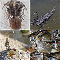 Arthropoda Life Wikia Fandom - life wikia fandom roblox arthropoda Arthropoda Life Wikia Fandom - roblox arthropoda