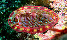 220px-Tonicella-lineata