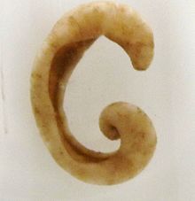 Epimenia babai