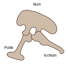 220px-Saurischia pelvis structure.svg