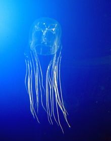 Chironesfleckeri