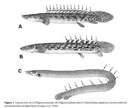 Polypteryformes