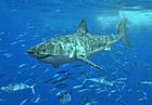 140px-White shark