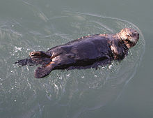 220px-Sea Otter kuchang kushiro hokkaido