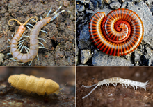 220px-Myriapod collage
