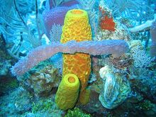 400px-Reef3859 - Flickr - NOAA Photo Library
