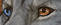 Heterochrome Blue & Brown