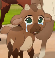 Baby Goat