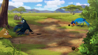The-call-of-the-drongo-hd (151)