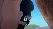 The-call-of-the-drongo-hd (282)