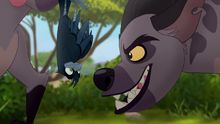 The-call-of-the-drongo-hd (267)