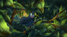 The-call-of-the-drongo-hd (90)