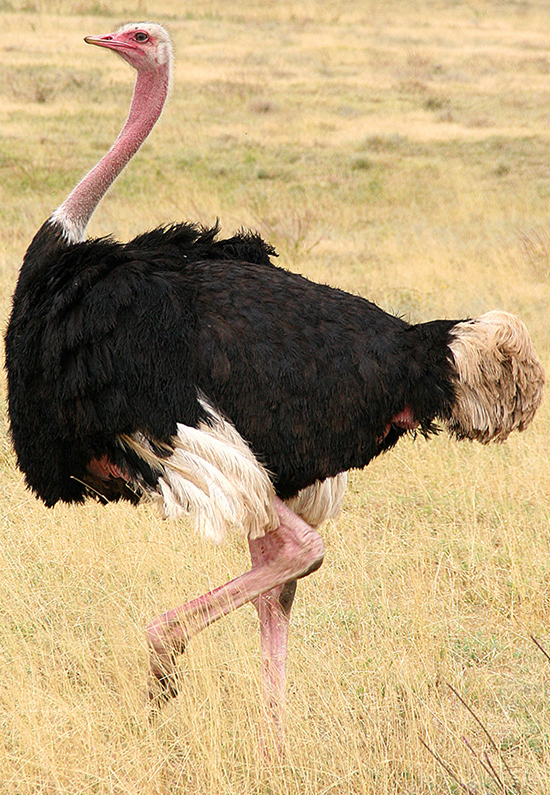 Ostriches | The Lion Guard Wiki | FANDOM powered by Wikia