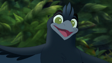 The-call-of-the-drongo-hd (135)