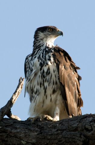 File:1200px-African Hawk-eagle Aquila spilogaster.jpg
